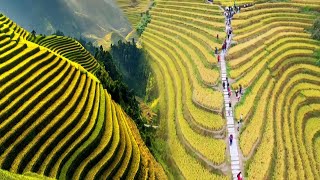 CHINAS UNBELIEVABLE RICE TERRACES TURNED INTO STUNNING TOURIST ATTRACTIONS [upl. by Enilav118]