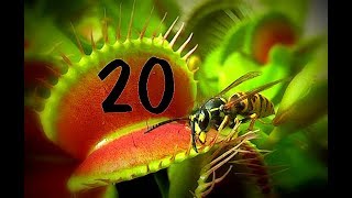 Top 20  Venus flytrap  Venusfliegenfalle [upl. by Kirbee]