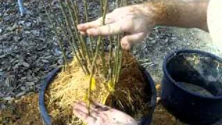 Propagating Clonal Rootstocks [upl. by Opiak]