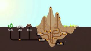 How Termites Enrich Ecosystems  HHMI BioInteractive Video [upl. by Finny]