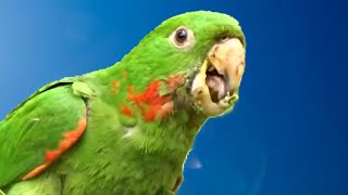 MARITACA CANTANDO 🦜 [upl. by Aihsit]