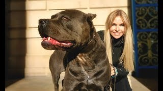 THE CANE CORSO  POWERFUL ROMAN DOG OF WAR [upl. by Osy589]