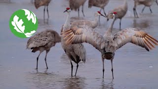 The Great Migration Sandhill Cranes in Nebraska [upl. by Brill]