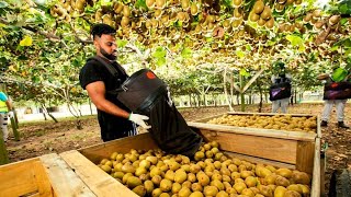 🥝 AWESOME DAY ON KIWI FRUIT ORCHARD NEW ZEALAND [upl. by Ahtelra]