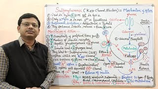 Diabetes Mellitus Part10 Mechanism of Action of Sulfonylurease  Antidiabetic Drugs  Diabetes [upl. by Suu813]