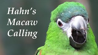 Hahns Macaw Call [upl. by Settera341]