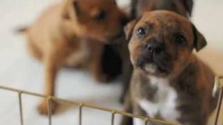 Staffordshire Bull Terrier Puppies  3w5d [upl. by Adnorhs]