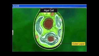 CBSE Class 11 Biology  Algae  By Shiksha House [upl. by Astri]