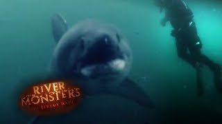 Diving In With Alaskan Salmon Sharks  SHARK  River Monsters [upl. by Aline]