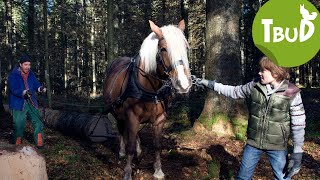 Pferdestärken Folge 12  Tiere bis unters Dach [upl. by Ladnyc]