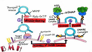 Vesicle Fusion And Vesicle Docking  SNARE Proteins  Vesicle Formation And Fusion Part 3 [upl. by Keiryt]