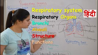 Respiratory system anatomy amp physiology in hindi  Organs  structure  functions [upl. by Eenafit]