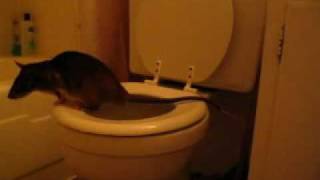 Emins pouched rat toilet trained Matisse [upl. by Kleeman]