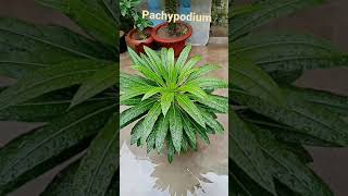 Pachypodium Plant [upl. by Oxford96]