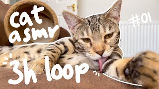 ASMR Cat Grooming Sounds 3h LOOP 01 [upl. by Eckhardt]