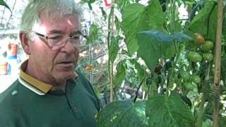 Growing Tomatoes in Greenhouses  Gardening Tips [upl. by Ettevram]