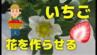 【家庭菜園のいちご】いちごの花や実ができないときに花を作らせる方法10個をプロが解説 [upl. by Grania]