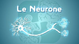 Neurolexique 1  Le Neurone [upl. by Woodford]