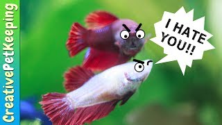 How to keep Female Betta Fish from killing each other  Fish Fan Friday [upl. by Jacintha773]