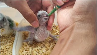 How To Hand feed Baby Parrots  Senegal Parrot NutriBird [upl. by Atcliffe]