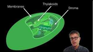 The Chloroplast [upl. by Isabella]