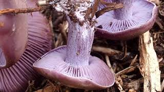 Le Petit pied bleu Lépista sordida un champignon comestible [upl. by Alleusnoc571]