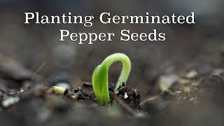 Planting Germinated Pepper Seeds [upl. by Midas]