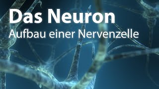 Das Neuron  Aufbau einer Nervenzelle [upl. by Uni]