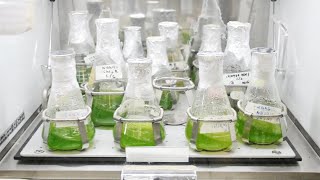 Inoculation of Microalgae [upl. by Thorny14]