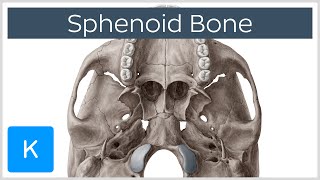 Sphenoid Bone  Definition Location amp Function  Human Anatomy  Kenhub [upl. by Niak391]