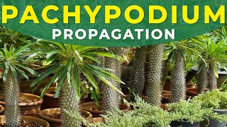 PACHYPODIUM PROPAGATION FROM SEEDS  Madagascar palm tree growing [upl. by Leikeze437]