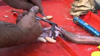 Hagfish Dissection [upl. by Potter]