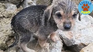 Heartbreaking Video Rescue Abandoned Homeless Puppies [upl. by Adnilemre]