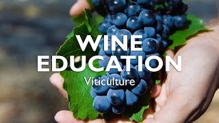 WINE EDUCATION  Viticulture [upl. by Sesiom359]