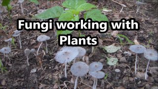 Fungi Symbiotic Relationship With Plants [upl. by Yelhsa]