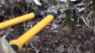 How to kill off Bamboo using Roundup weed killer [upl. by Stark666]