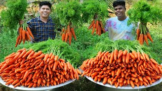 100 kg CARROT HALWA  Simple and Delicious Gajar Ka Halwa Recipe  Making In Our Village [upl. by Lenore]