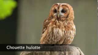 Chouette hulotte [upl. by Yahsed]