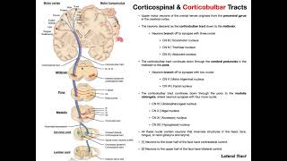 Corticobulbar Tracts EXPLAINED  Cranial Nerve Motor Function [upl. by Anatlus]