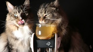 ASMR With My Cats 😻 [upl. by Iron]