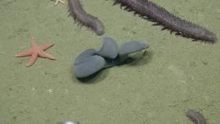 Hagfish Ties Itself Into a Knot  Nautilus Live [upl. by Aneer]