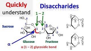 Disaccharide [upl. by Agna]