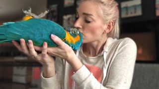 DO MACAWS MAKE GOOD PETS  Must Knows About Macaw Parrots [upl. by Gamin]