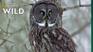 Owls Have Superior Senses  Nat Geo WILD [upl. by Anerda309]