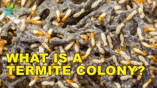 Termite Colonies How Termite Colonies are Formed [upl. by Phelan]