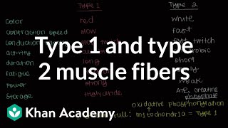 Type 1 and type 2 muscle fibers  Muscularskeletal system physiology  NCLEXRN  Khan Academy [upl. by Telimay]