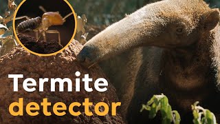 Giant Anteaters are Termite Detectors I Wild to Know [upl. by Dloraj]