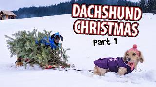 DACHSHUND CHRISTMAS  Funny Wiener Dogs Get Ready for The Holidays [upl. by Alessandro]