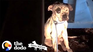 Pit Bull Rescued from Dogfighting Now Lives Like a King  The Dodo Pittie Nation [upl. by Ecnerret310]