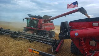 Millennial Farmer STOLE Welkers Case Combine Optimus Bine [upl. by Sylvan]